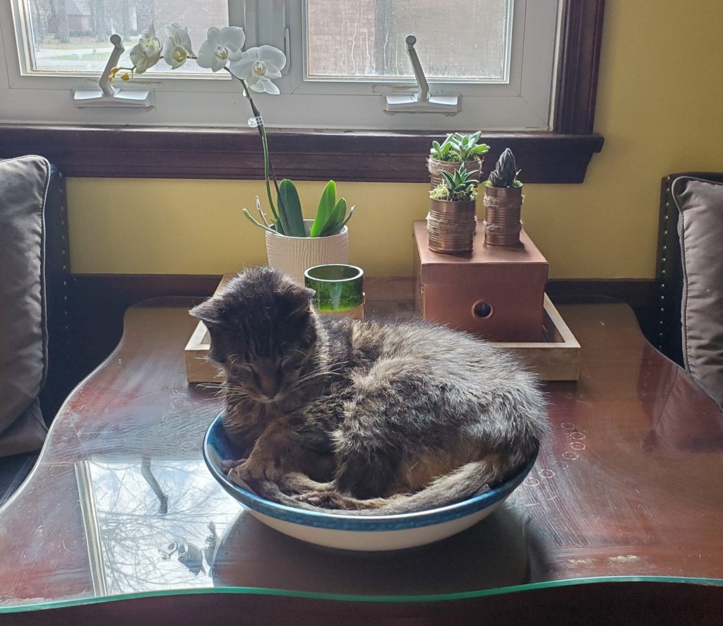 cat in bowl in front of DIY craft repurposing box