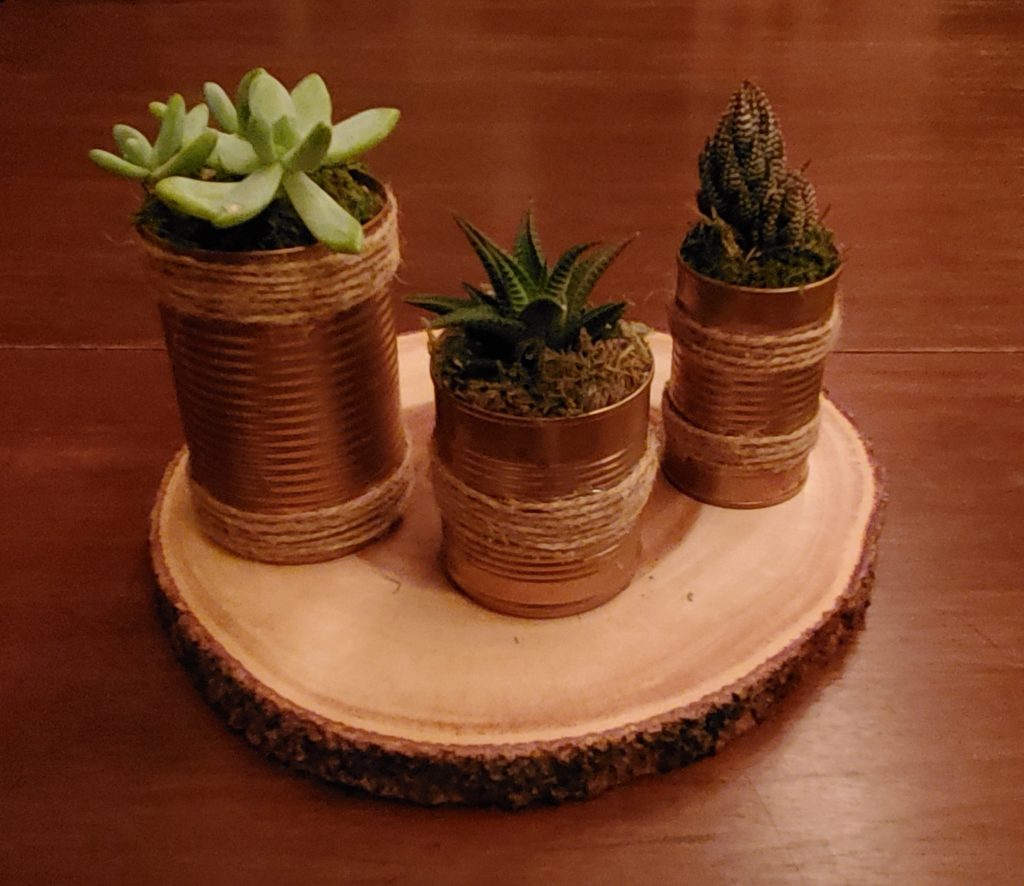 succulent plants in DIY household tin cans