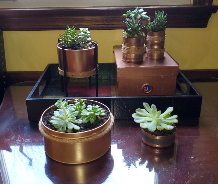 Succulent planters on a table