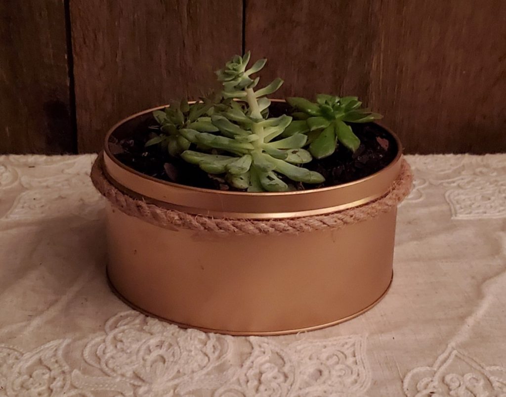 succulent plants in christmas tin