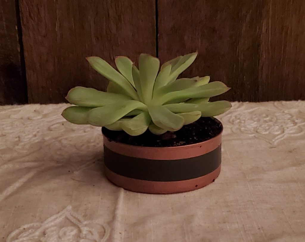 succulent plant in tuna can