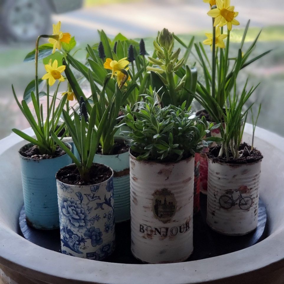 Plants in DIY tin cans