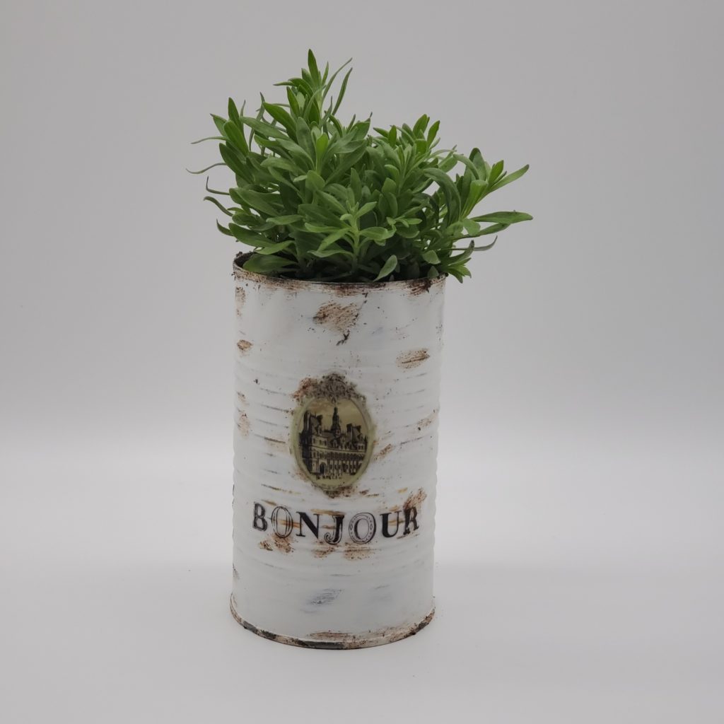 Plant in DIY tin can