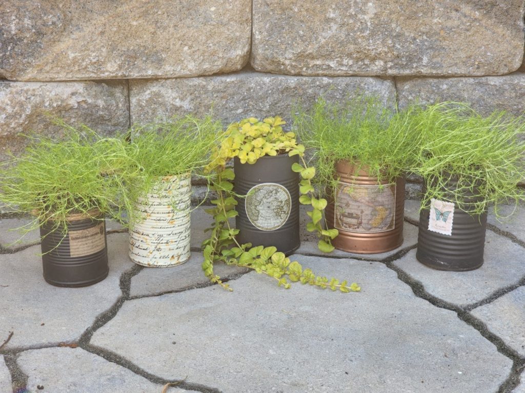 Tin Can Plants